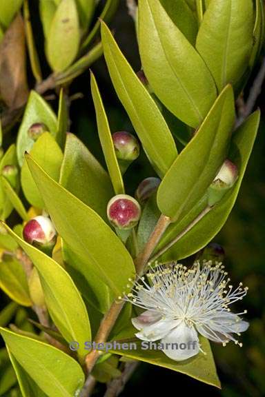 myrtus communis 3 graphic